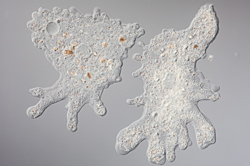 Amöbe / Wechseltierchen Image