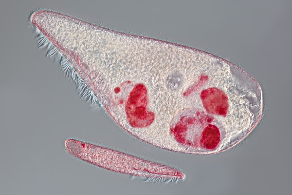 Amerikanisches Lidtierchen Image