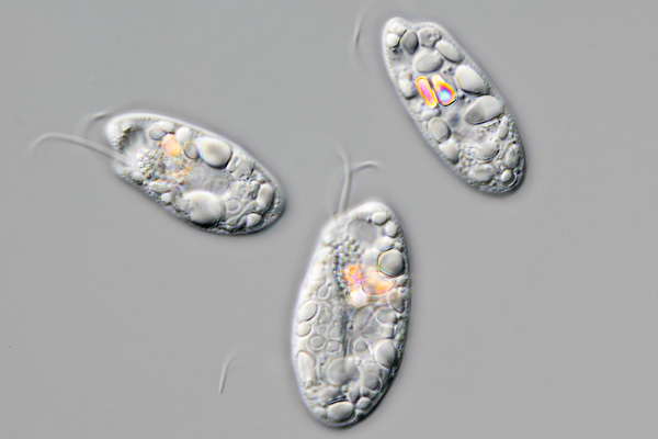 Bogengeißelflagellat Image