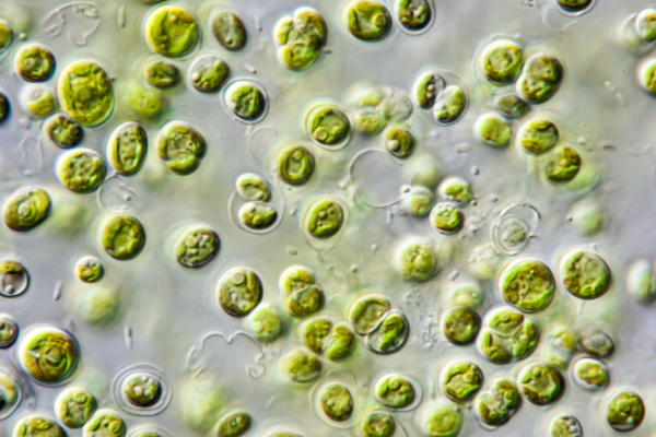 Wassergrünalge Image