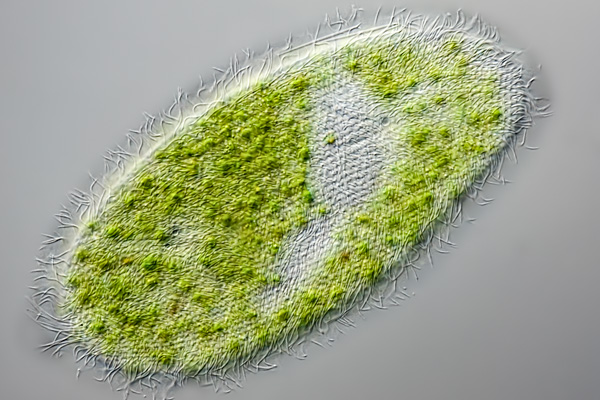 Grünes Pantoffeltierchen Image