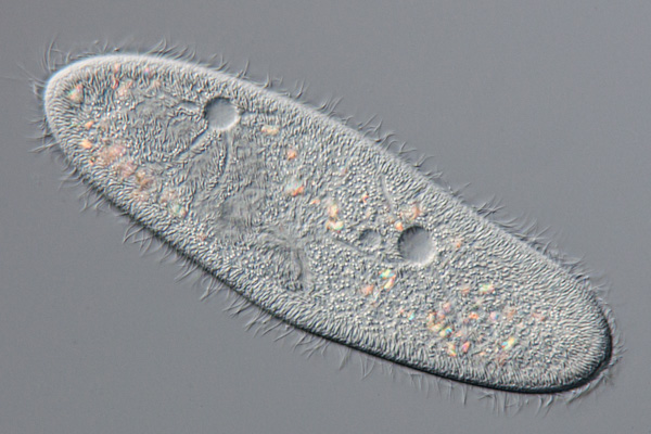 Pantoffeltierchen Image