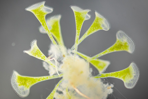 Grünes Trompetentierchen Image