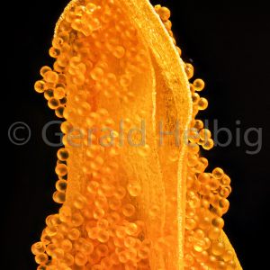 gal pollen
