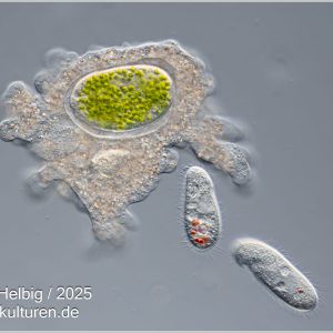 amoeba proteus
