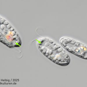 gal chilomonas paramecium gal chilomonas paramecium