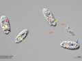 gal chilomonas paramecium