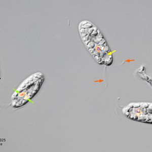 gal chilomonas paramecium gal chilomonas paramecium