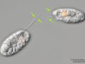 gal chilomonas paramecium