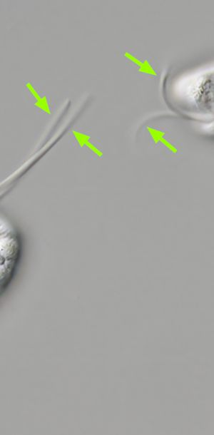 gal chilomonas paramecium gal chilomonas paramecium