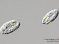 gal chilomonas paramecium