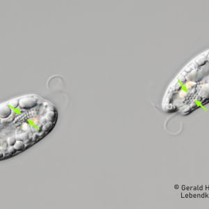gal chilomonas paramecium gal chilomonas paramecium