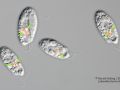 gal chilomonas paramecium