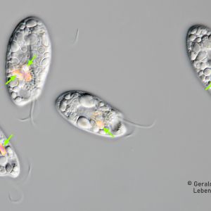 gal chilomonas paramecium gal chilomonas paramecium