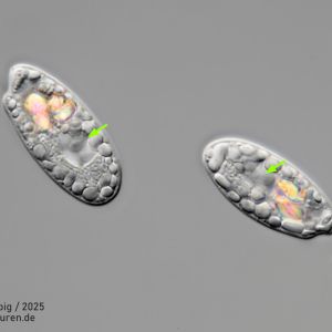 gal chilomonas paramecium gal chilomonas paramecium
