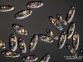 gal chilomonas paramecium