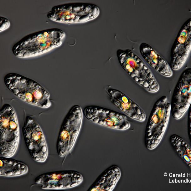 gal chilomonas paramecium gal chilomonas paramecium