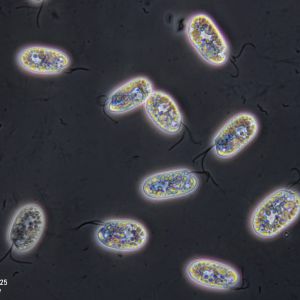 gal chilomonas paramecium gal chilomonas paramecium