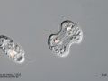 gal chilomonas paramecium zellteilungb