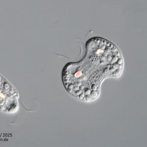 gal chilomonas paramecium zellteilungb gal chilomonas paramecium zellteilungb