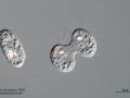 gal chilomonas paramecium zellteilung