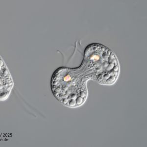 gal chilomonas paramecium zellteilung gal chilomonas paramecium zellteilung