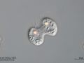 gal chilomonas paramecium zellteilung