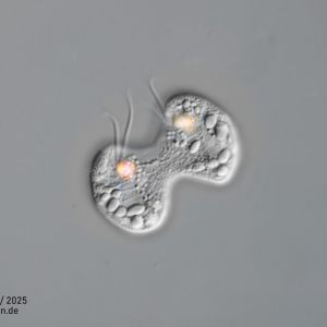 gal chilomonas paramecium zellteilung gal chilomonas paramecium zellteilung
