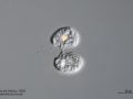 gal chilomonas paramecium zellteilung