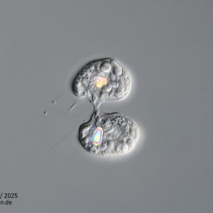 gal chilomonas paramecium zellteilung gal chilomonas paramecium zellteilung