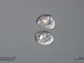 gal chilomonas paramecium zellteilung