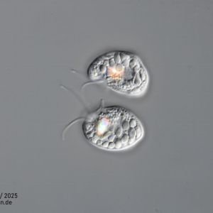 gal chilomonas paramecium zellteilung gal chilomonas paramecium zellteilung
