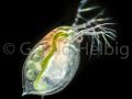 gal daphnia