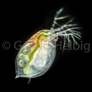 gal daphnia