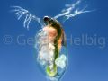 gal daphnia