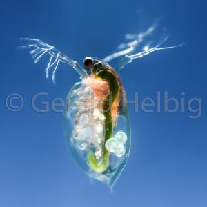 gal daphnia