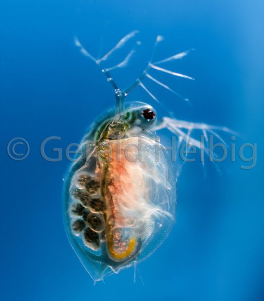 gal daphnia