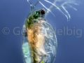 gal daphnia