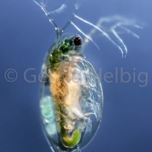 gal daphnia