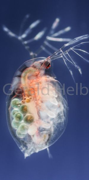 gal daphnia