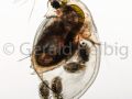 gal daphnia