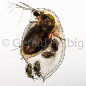 gal daphnia