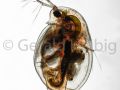 gal daphnia