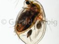 gal daphnia