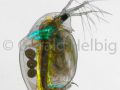 gal daphnia