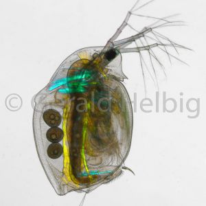 gal daphnia