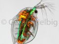 gal daphnia