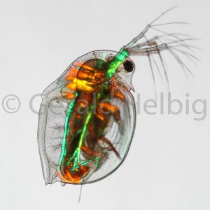 gal daphnia