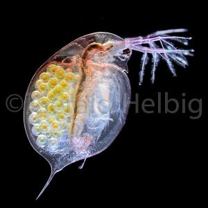 gal daphnia