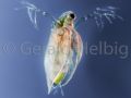 gal daphnia